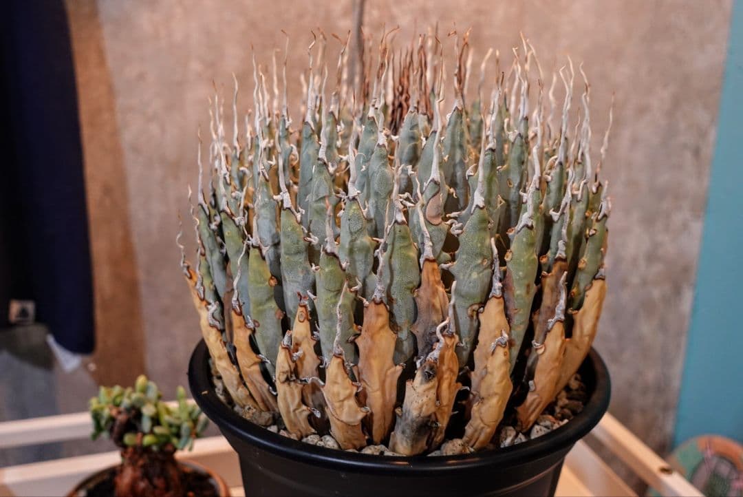 K*G様 【7号XXXLサイズ】発根屋史上最大級・最高のエボリスピナ・発根済の陽