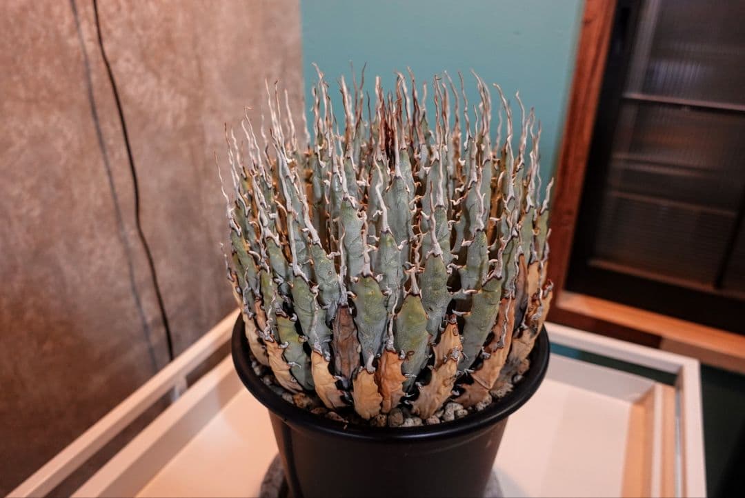 K*G様 【7号XXXLサイズ】発根屋史上最大級・最高のエボリスピナ・発根済の陽