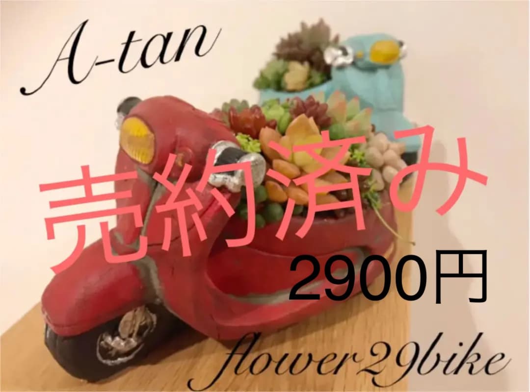 72#多肉植物アエオニウム錦❤️スーパーバン❤️1大頭15小頭33cm钵土