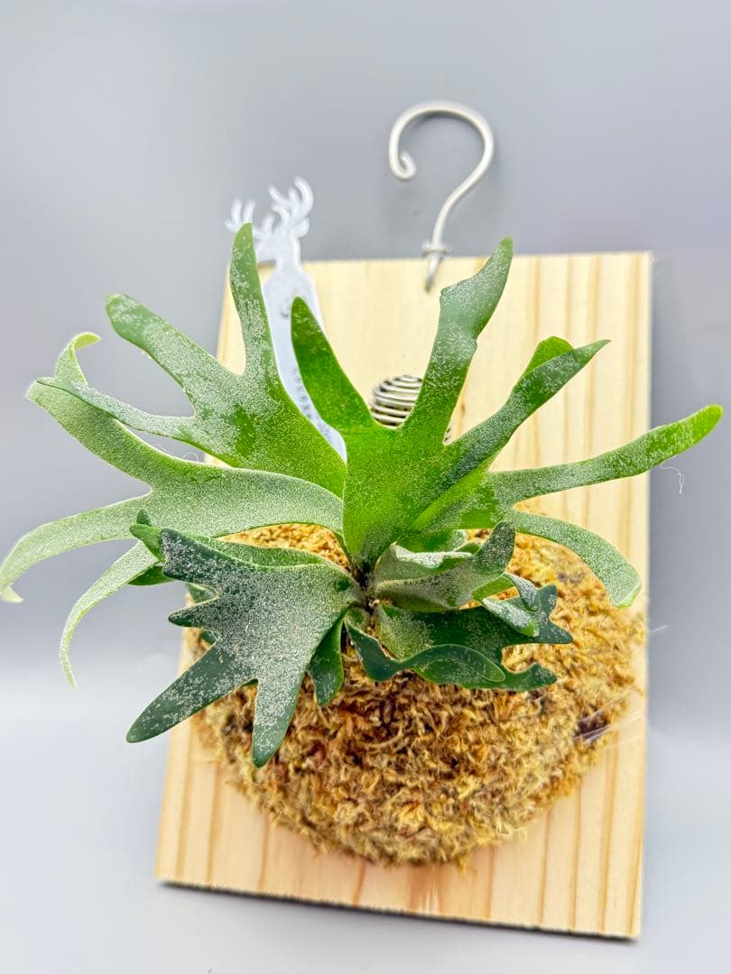 極大サイズ　ビカクシダP.willinckii 'Bacteria' spore ビカクシダ バクテリア スポアP willinckii 'Bacteria' spore｜Yahoo