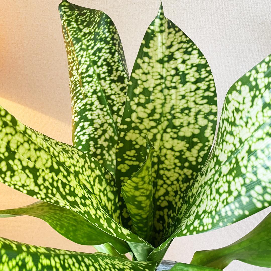 【希少！ほぼ流通なし 星屑のような斑点★】ドラセナ ドラセナ JTスターダスト