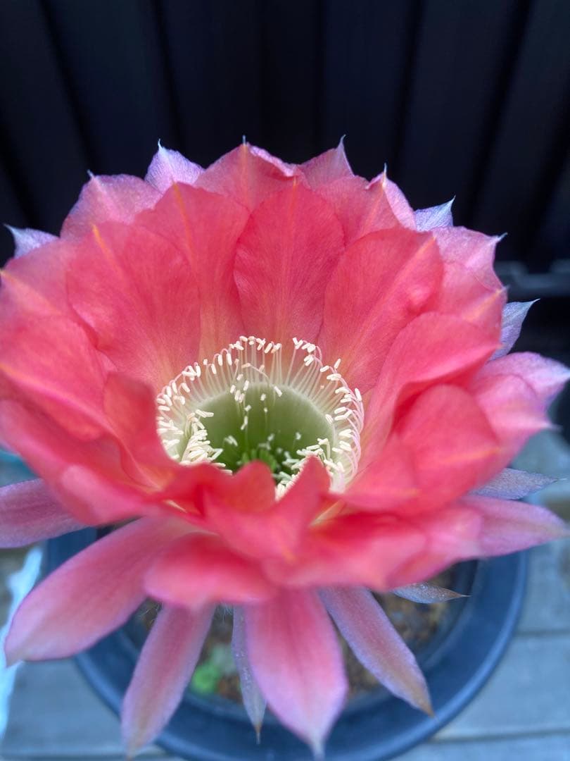専用ページです！花サボテン カキコ2個♬ カ*ン様 花サボテン 「BC」 カキ子② 2個セット レッド系美花