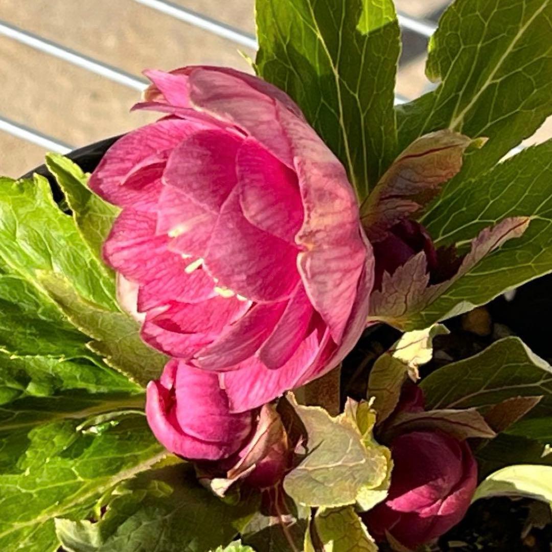 ヒ*イ様 ☘️ラスト2☘️6号☘️❤️ワサワサ元気株❤️3277⭐️大人ピンクオ