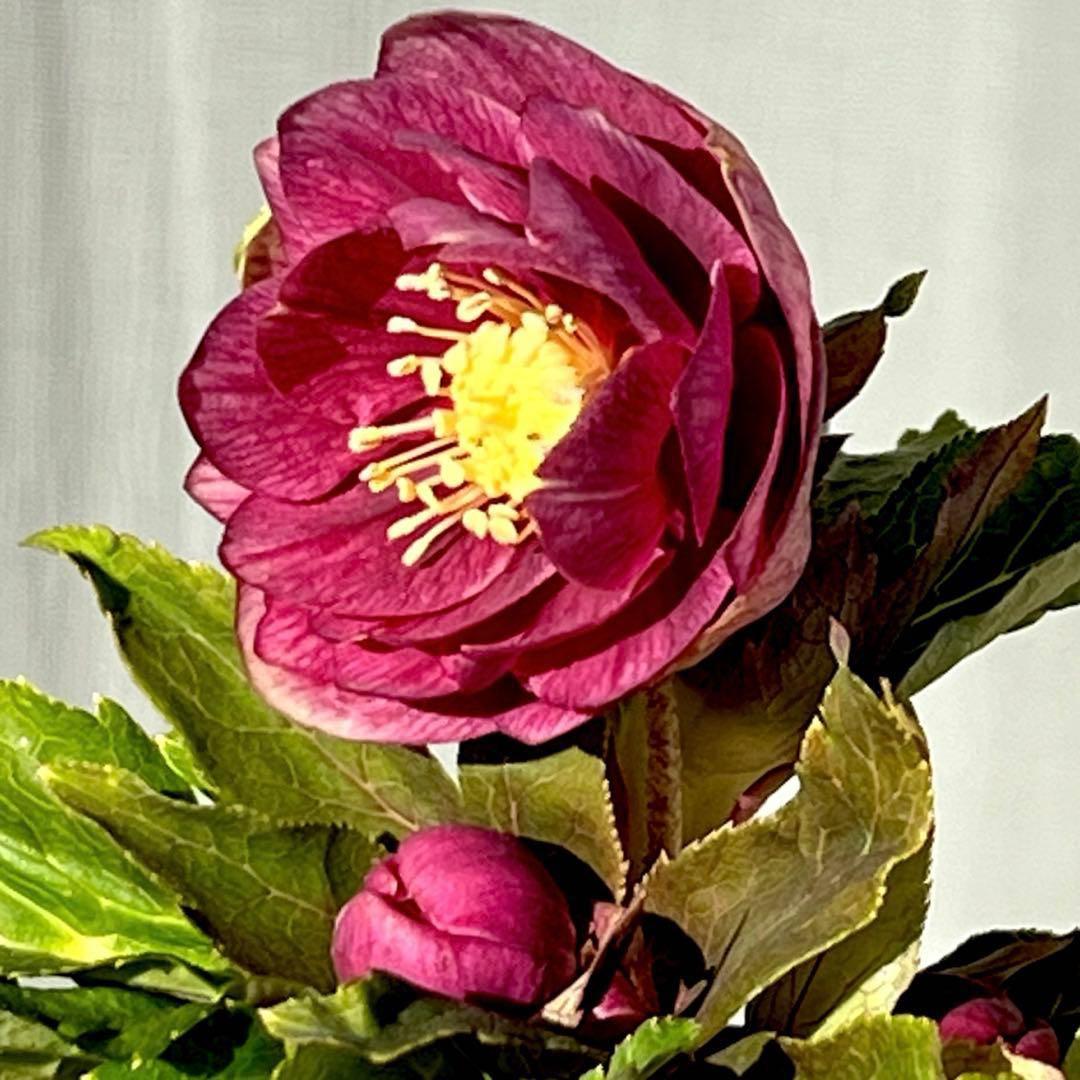 ヒ*イ様 ☘️ラスト2☘️6号☘️❤️ワサワサ元気株❤️3277⭐️大人ピンクオ