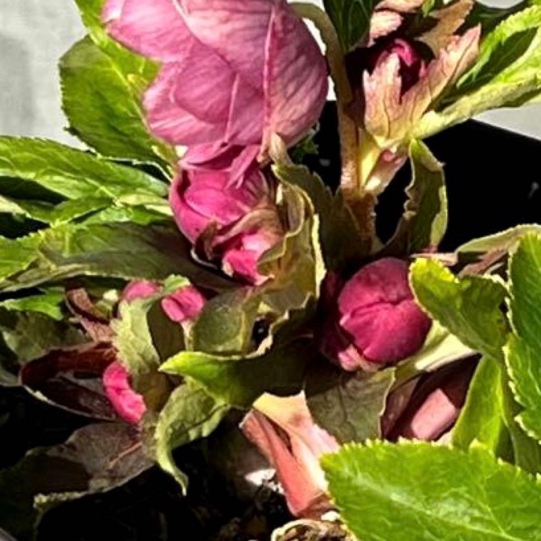 ヒ*イ様 ☘️ラスト2☘️6号☘️❤️ワサワサ元気株❤️3277⭐️大人ピンクオ