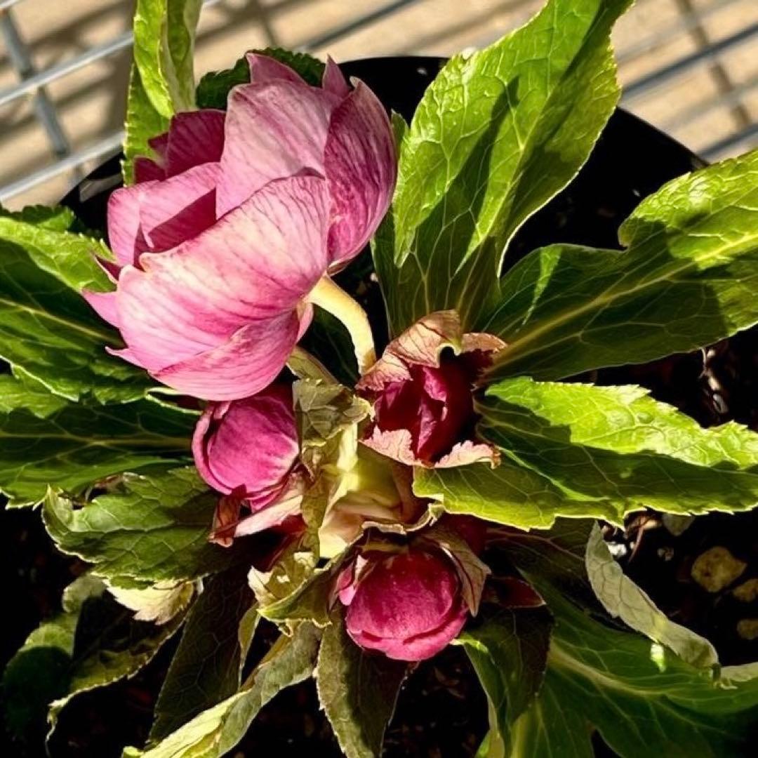 ヒ*イ様 ☘️ラスト2☘️6号☘️❤️ワサワサ元気株❤️3277⭐️大人ピンクオ