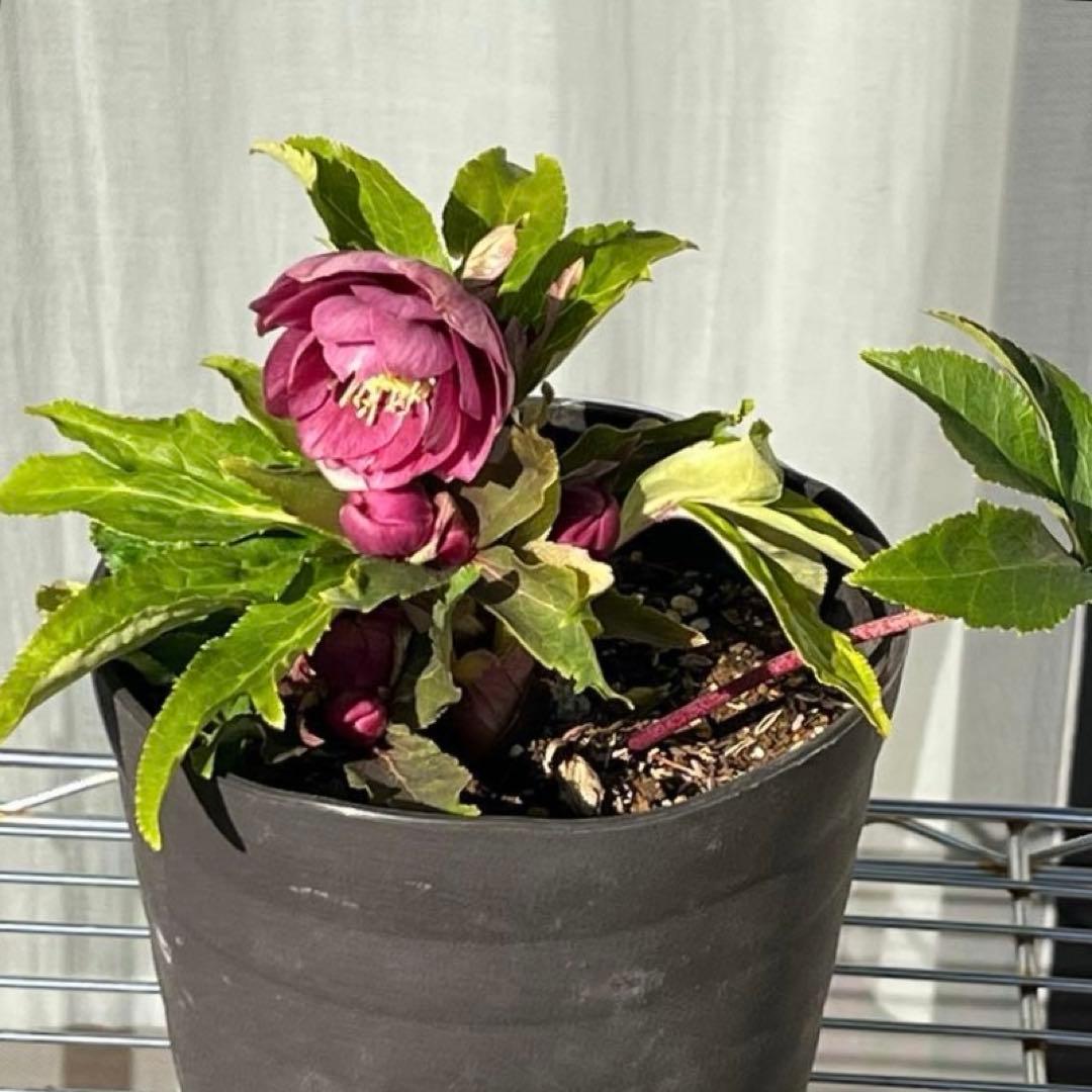 ヒ*イ様 ☘️ラスト2☘️6号☘️❤️ワサワサ元気株❤️3277⭐️大人ピンクオ