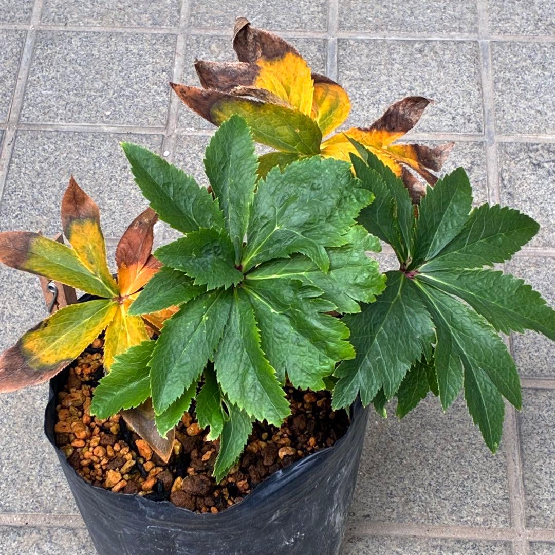 ヒ*イ様 ☘️ラスト2☘️6号☘️❤️ワサワサ元気株❤️3277⭐️大人ピンクオ