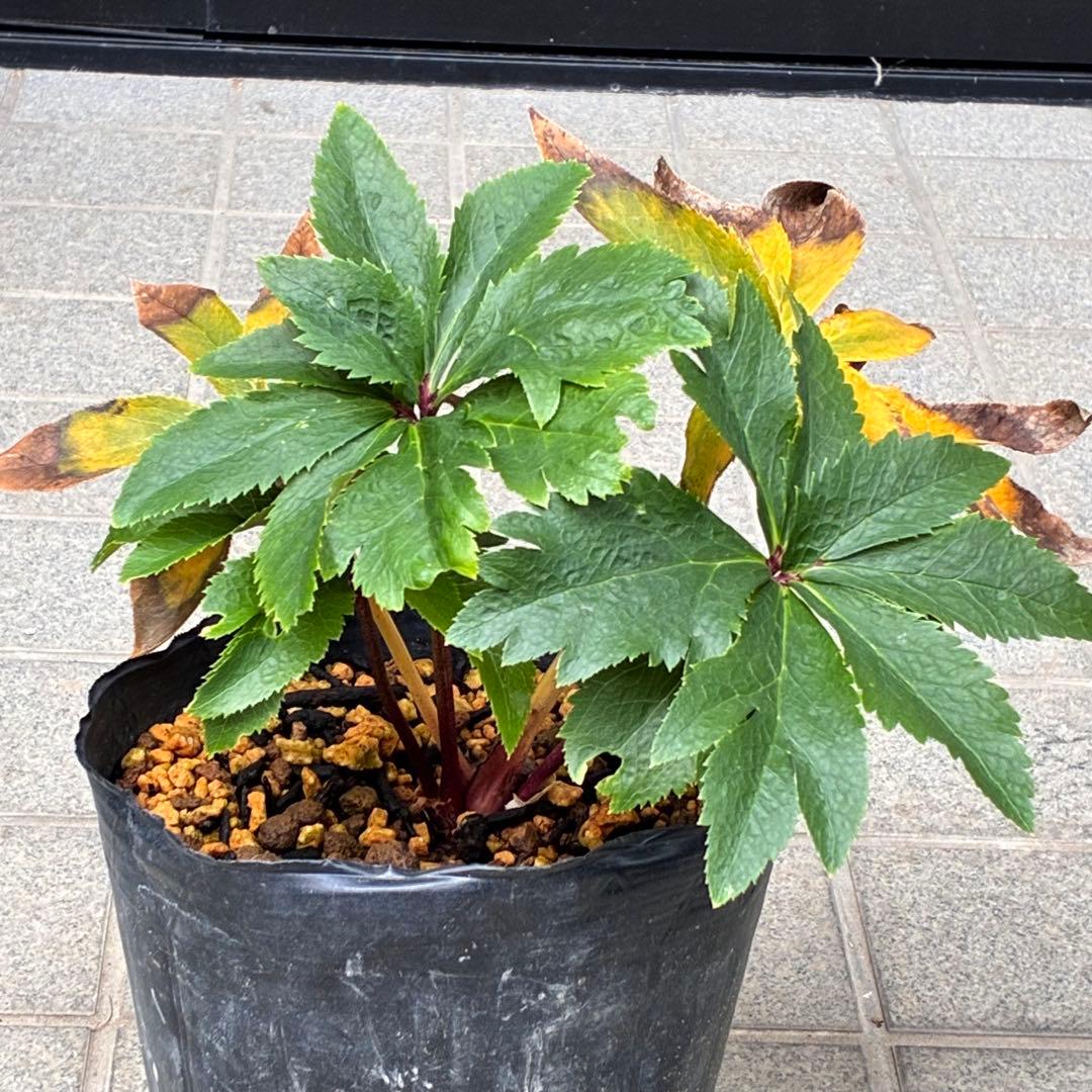 ヒ*イ様 ☘️ラスト2☘️6号☘️❤️ワサワサ元気株❤️3277⭐️大人ピンクオ