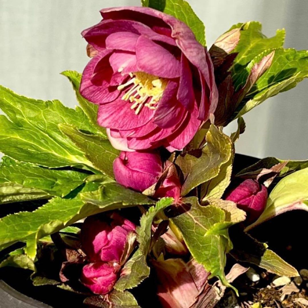 ヒ*イ様 ☘️ラスト2☘️6号☘️❤️ワサワサ元気株❤️3277⭐️大人ピンクオ