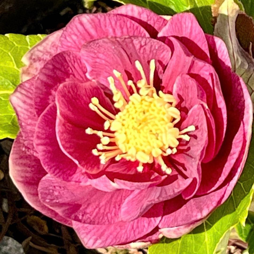 ヒ*イ様 ☘️ラスト2☘️6号☘️❤️ワサワサ元気株❤️3277⭐️大人ピンクオ