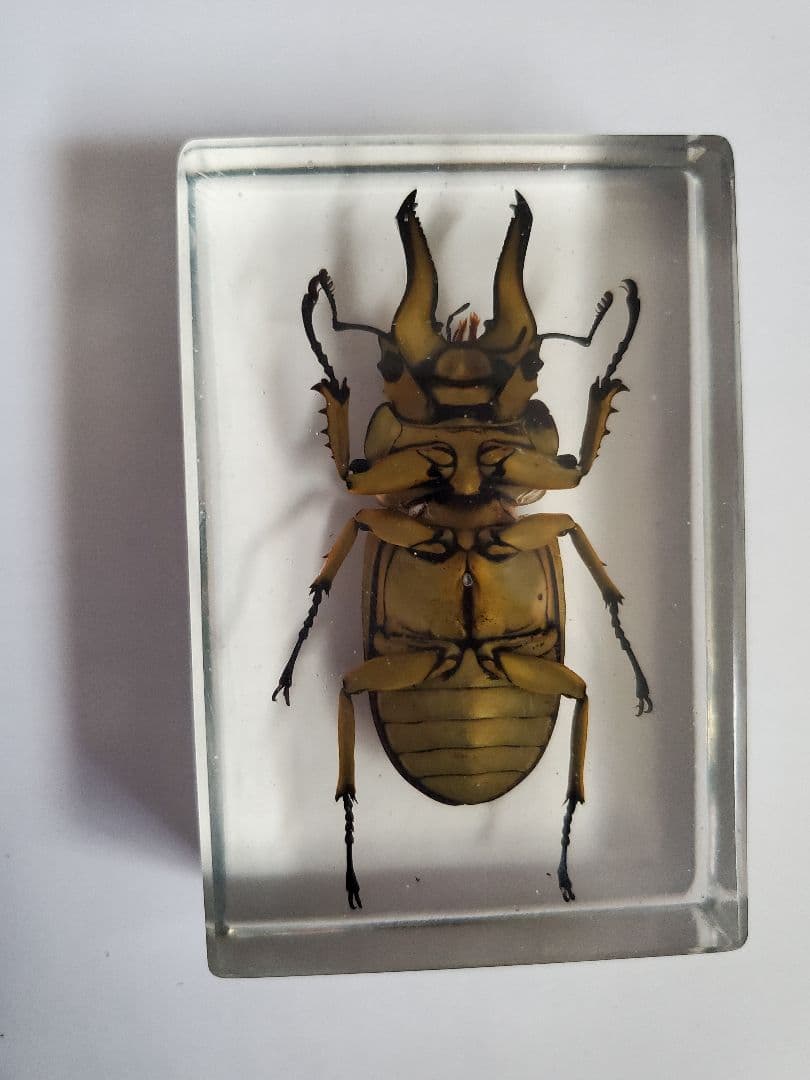 オウゴンオニクワガタ樹脂標本 ウェイト - メルカリ