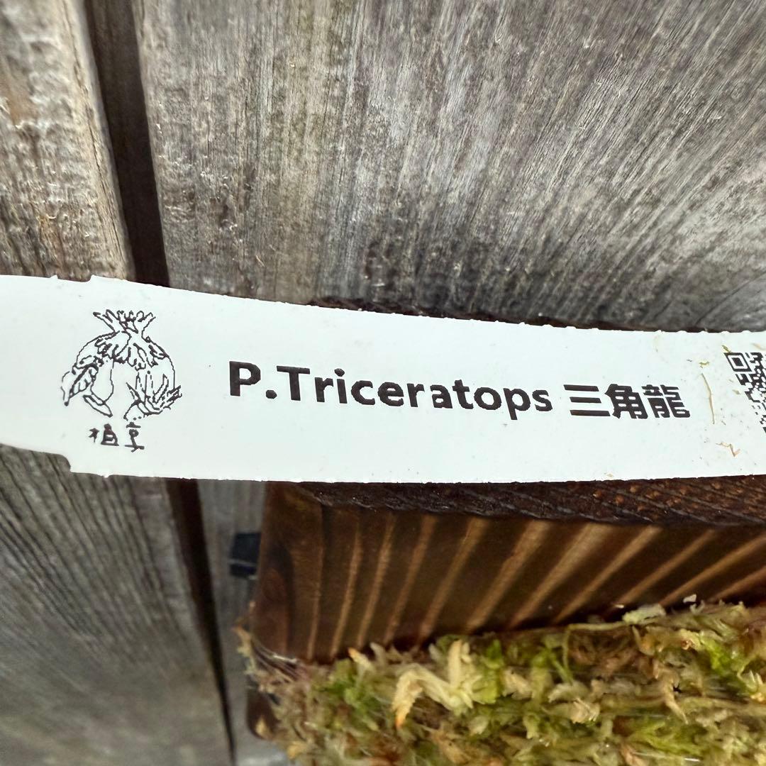 P.Triceratops (三角龍) pup ビカクシダ
