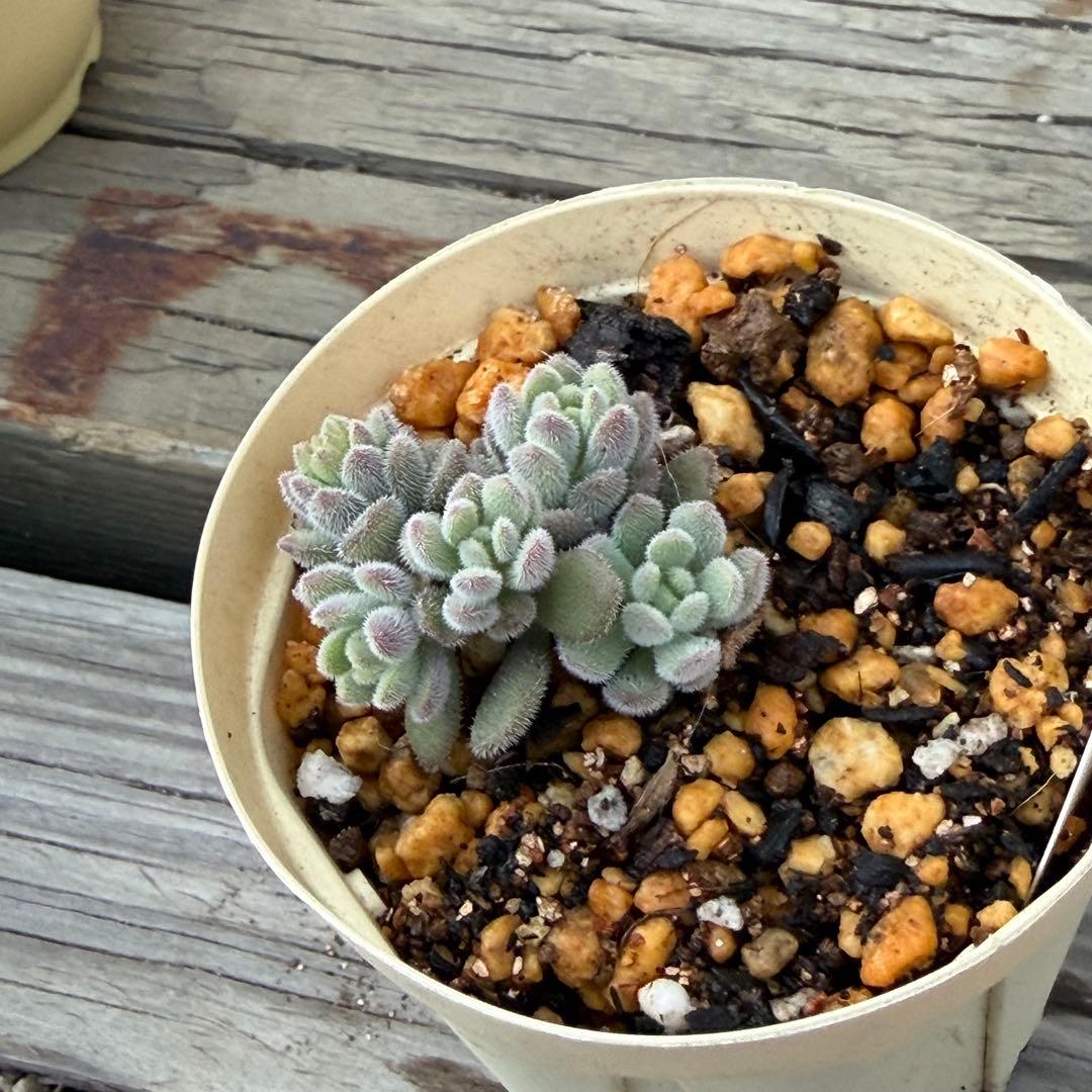 【ひなママ】さん専用