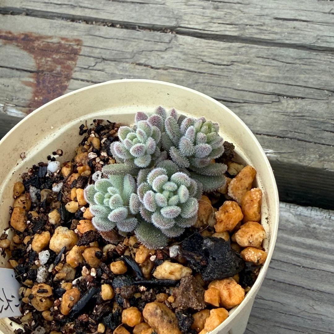 【ひなママ】さん専用