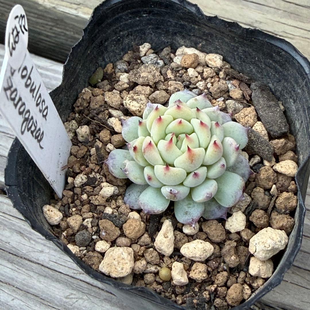 【ひなママ】さん専用