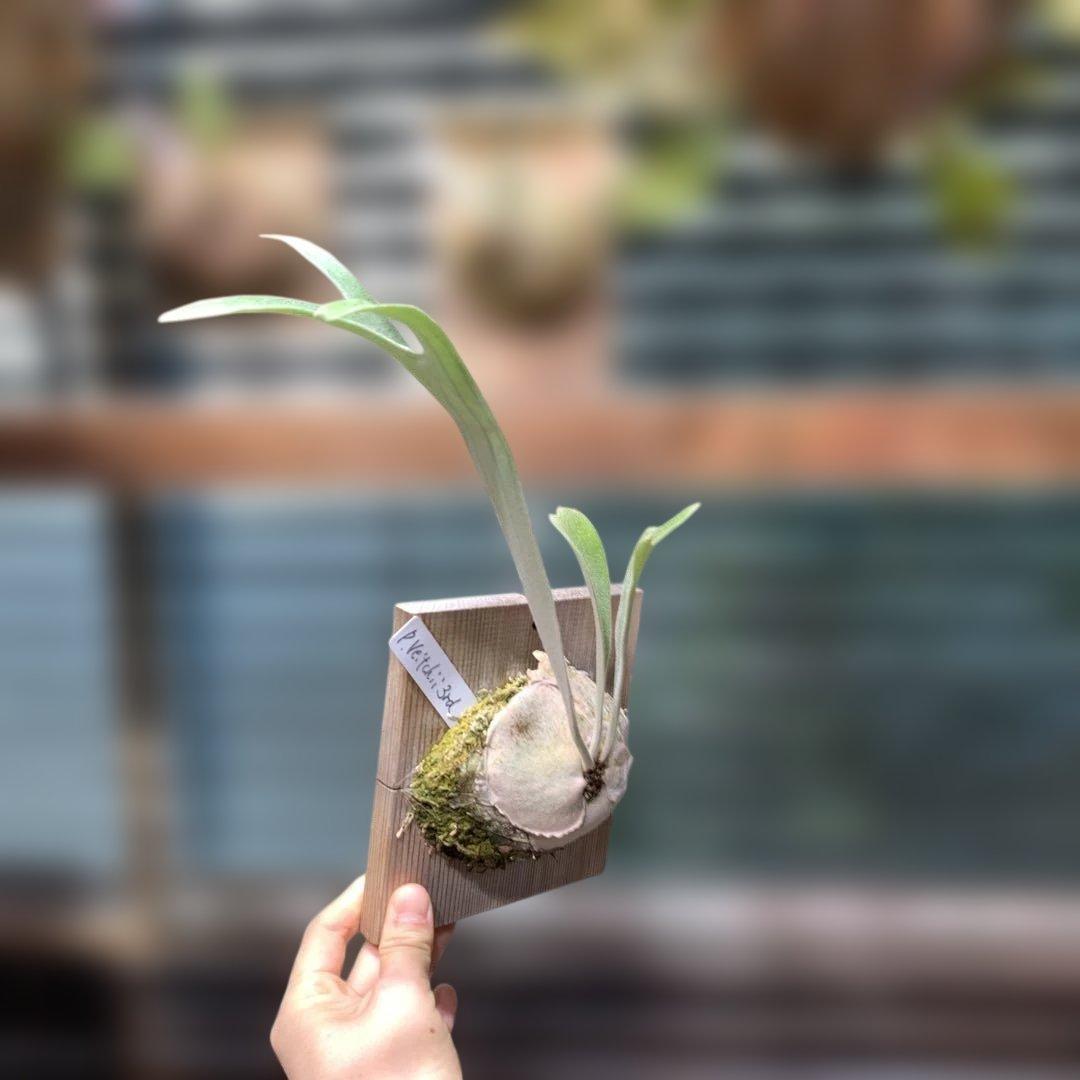 ビカクシダ P.veitchii wild 3rd limited 子株