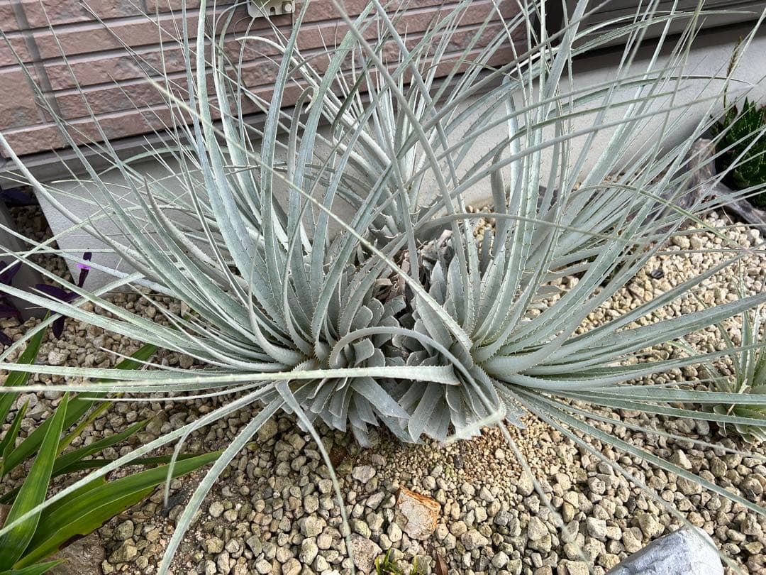 プヤ セルーレア 美株 - メルカリ