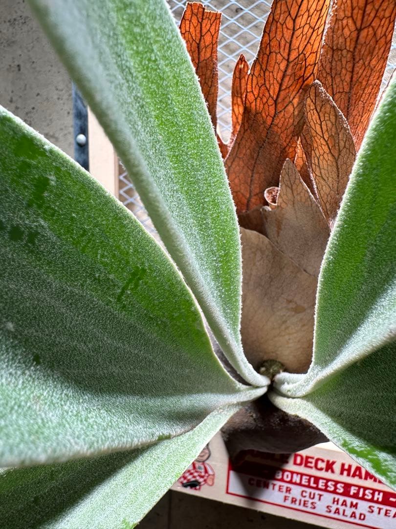 ®*️様 ビカクシダ　P.AKKI アッキー　親株サイズ