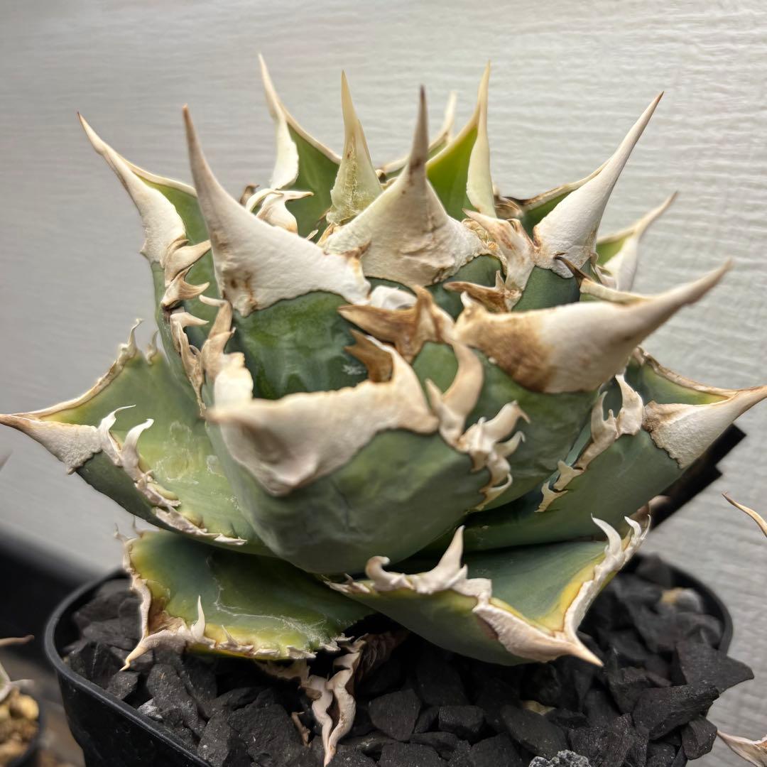 アガベ 大白鯊 子株 Lize血統アガベ 大白鯊 ホホジロザメ 子株 Lize血統