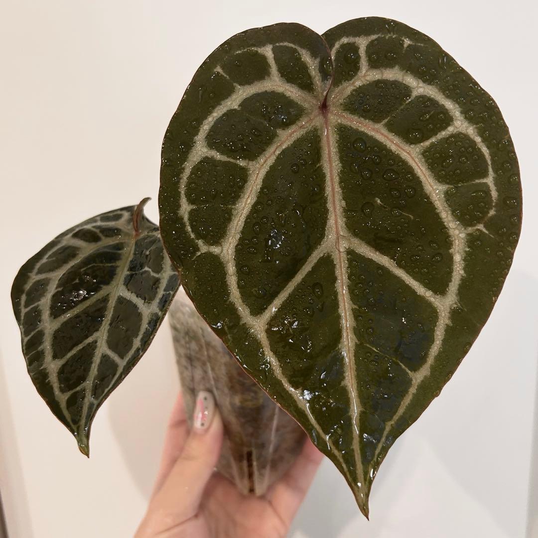 Natural farming 食美肌 重ね煮 シュタイナー 教育 自然療法