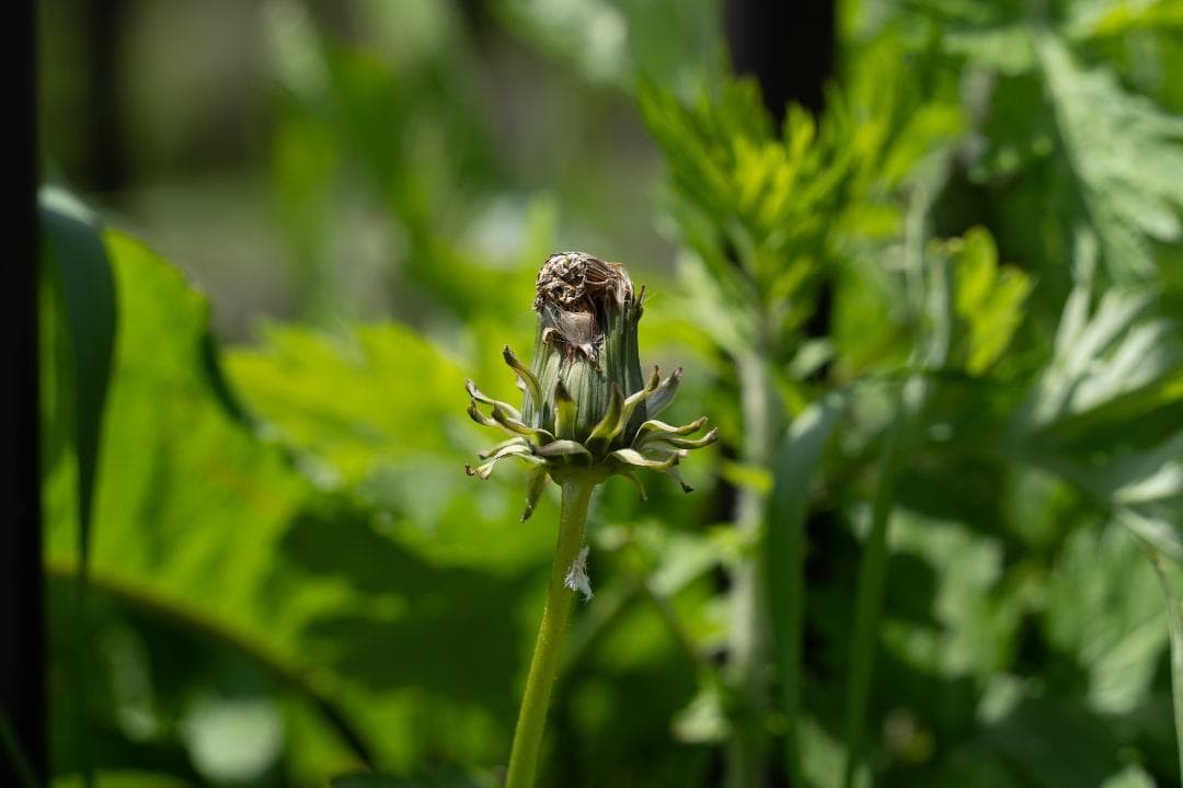 TAMRON 28-200mm F/2.8-5.6 Di III RXD(作例有