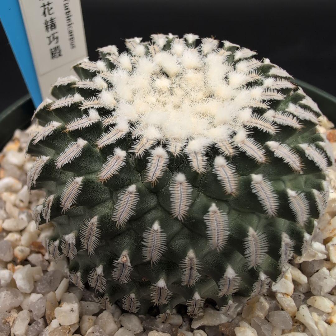 赤花精巧殿 実生 鉢植えメルカリ便送料込み - メルカリ