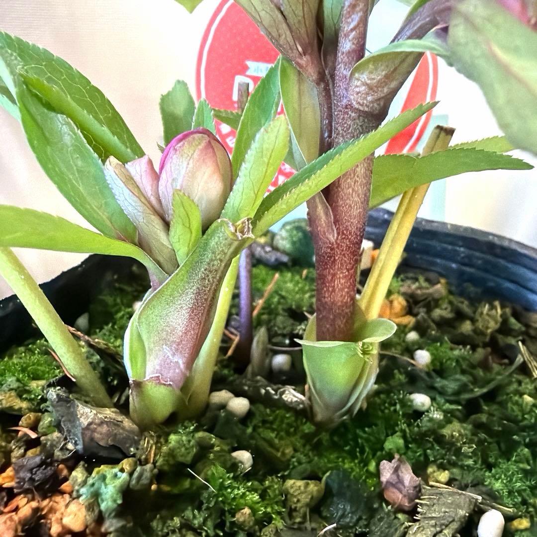 【横山園芸】クリスマスローズ ベビードール《1/5》