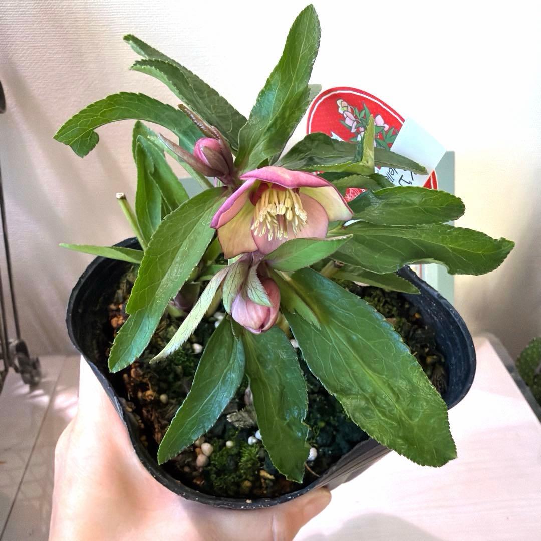 【横山園芸】クリスマスローズ ベビードール《1/5》