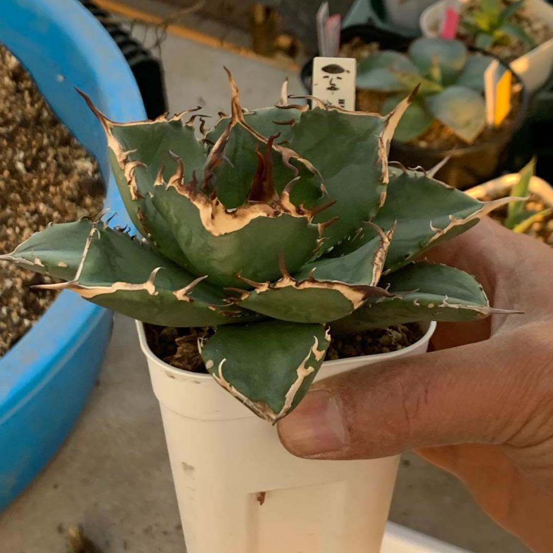 アガベ チタノタ ダイヤ ライト育成株