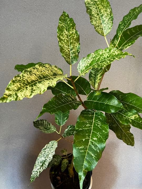 激レア⭐︎美斑 フィカス パーセリーFicus Parcellii ポットごと発送