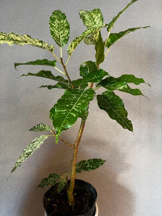 激レア⭐︎美斑 フィカス パーセリーFicus Parcellii ポットごと発送