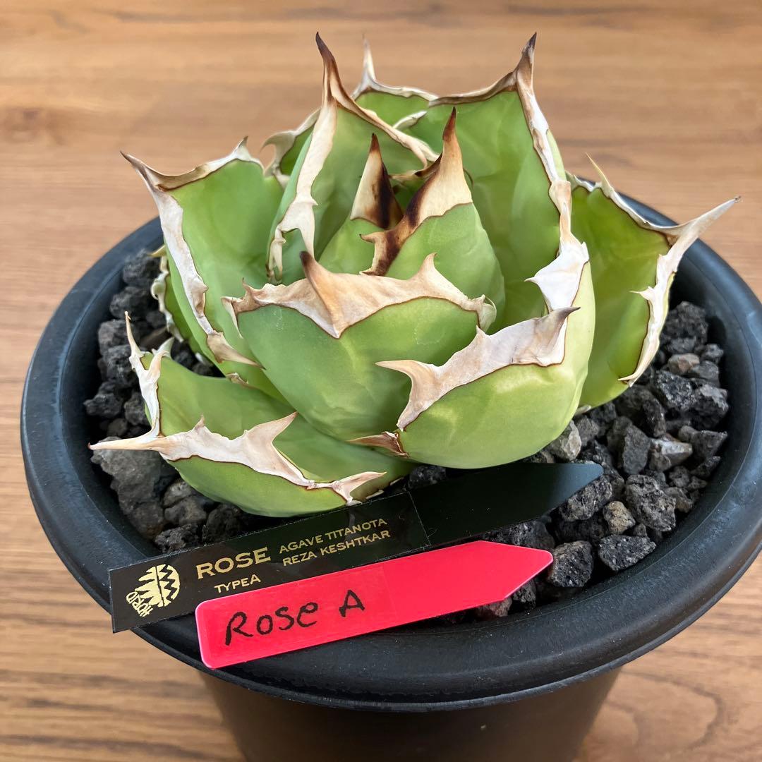 匿名配送【初売り】25 REZA産 特大 イラン アガベ Rose typeA