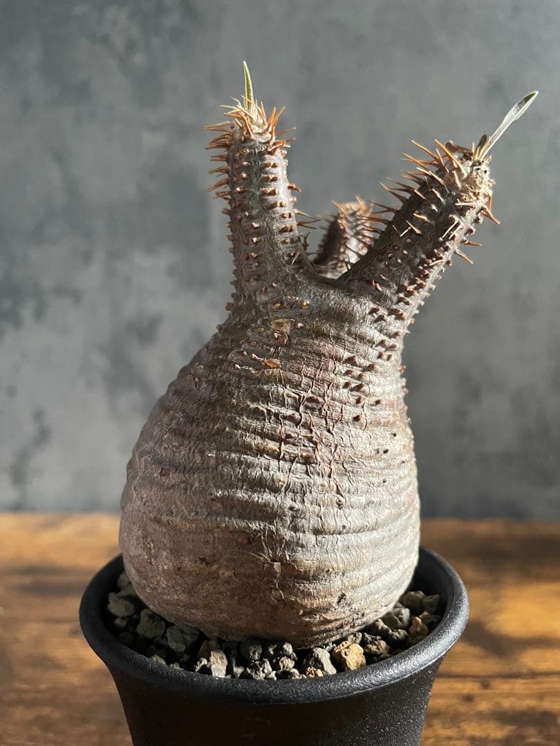 グラキリス良型