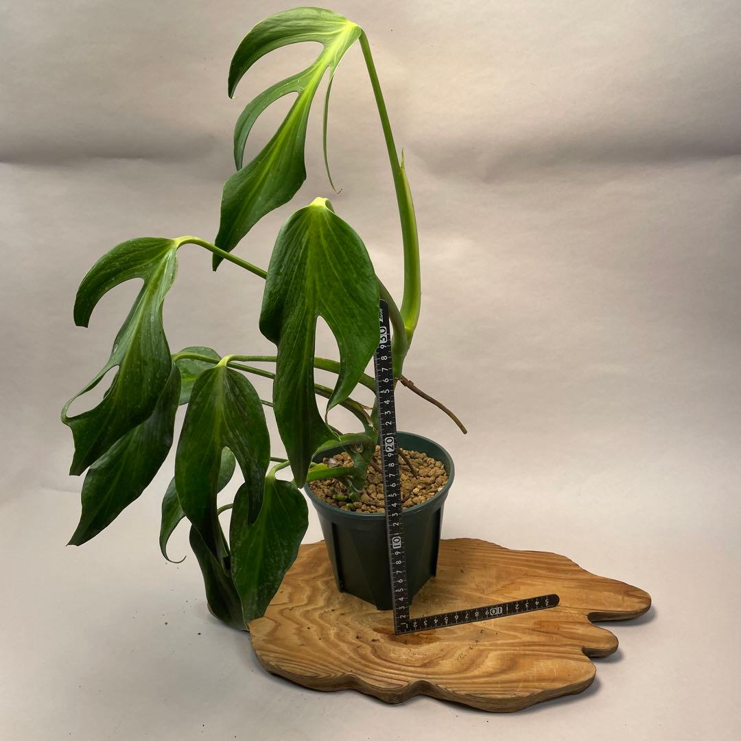 S*T様 L031モンステラ デリシオーサ バールマルクスフレーム