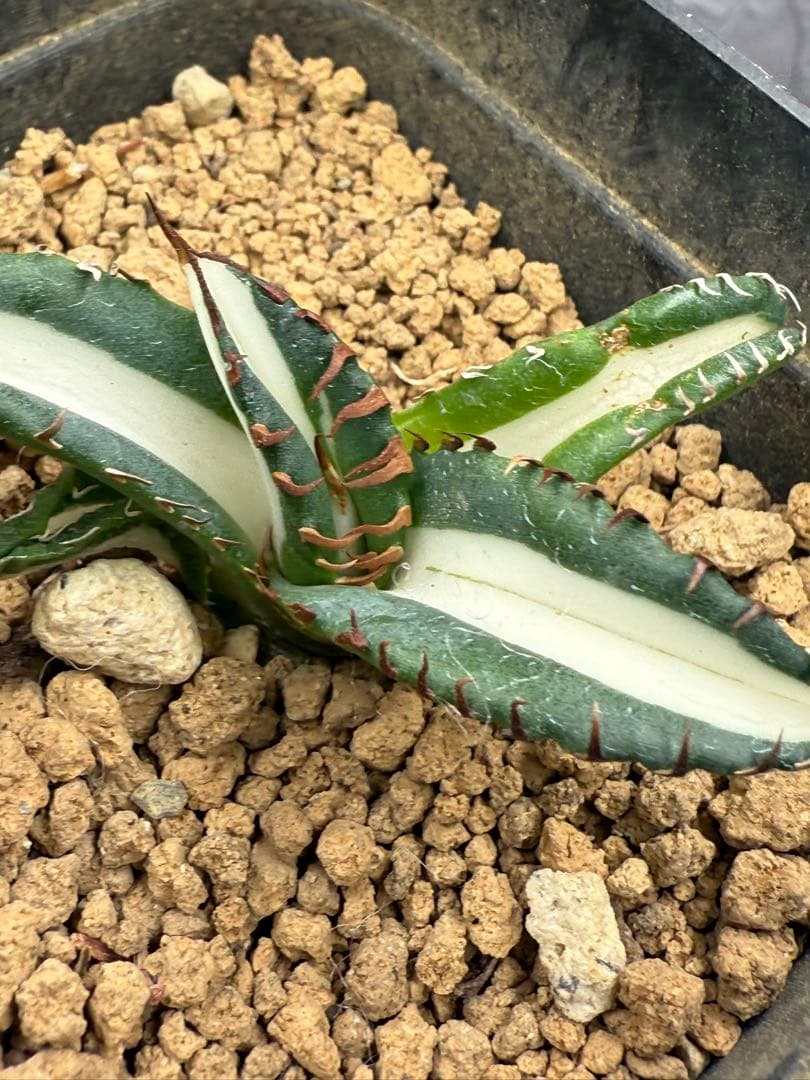 アガベ チタノタ “太陽神錦” 白中斑 極上美株 - メルカリ