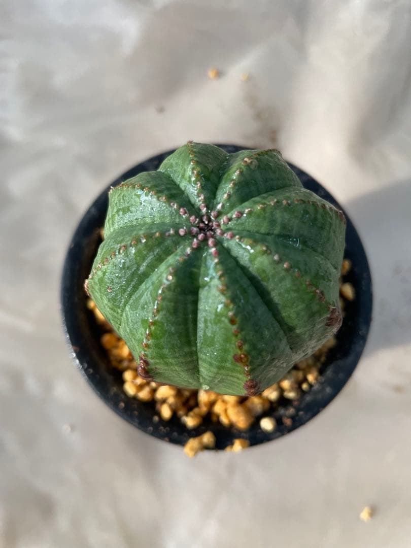 G*N様 木質化 オベサ 3号より少し大きいサイズ