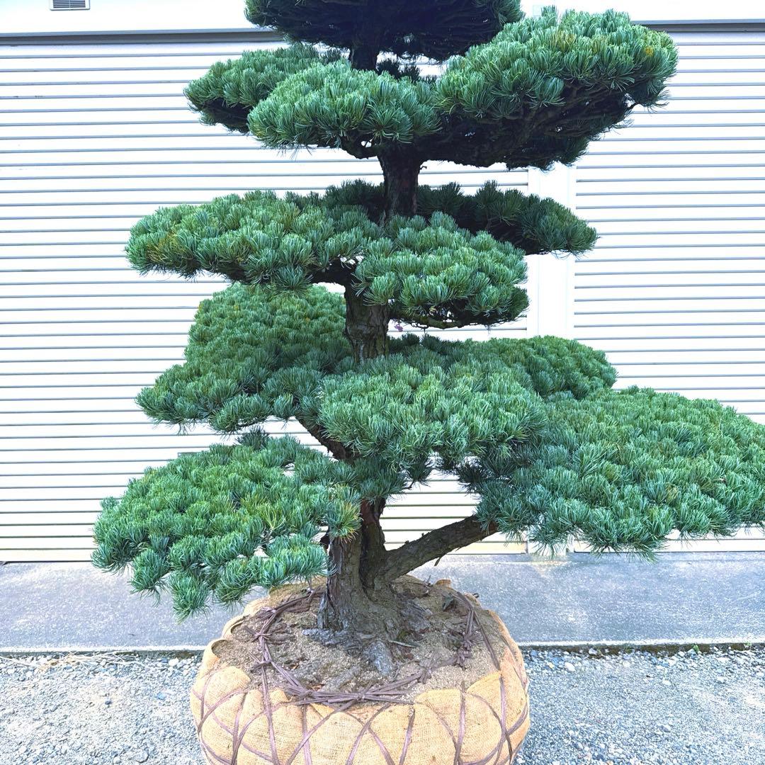 五葉松『特大』引き取り又は近畿地方のみ配達可能。その他地方要相談。初売りセール！