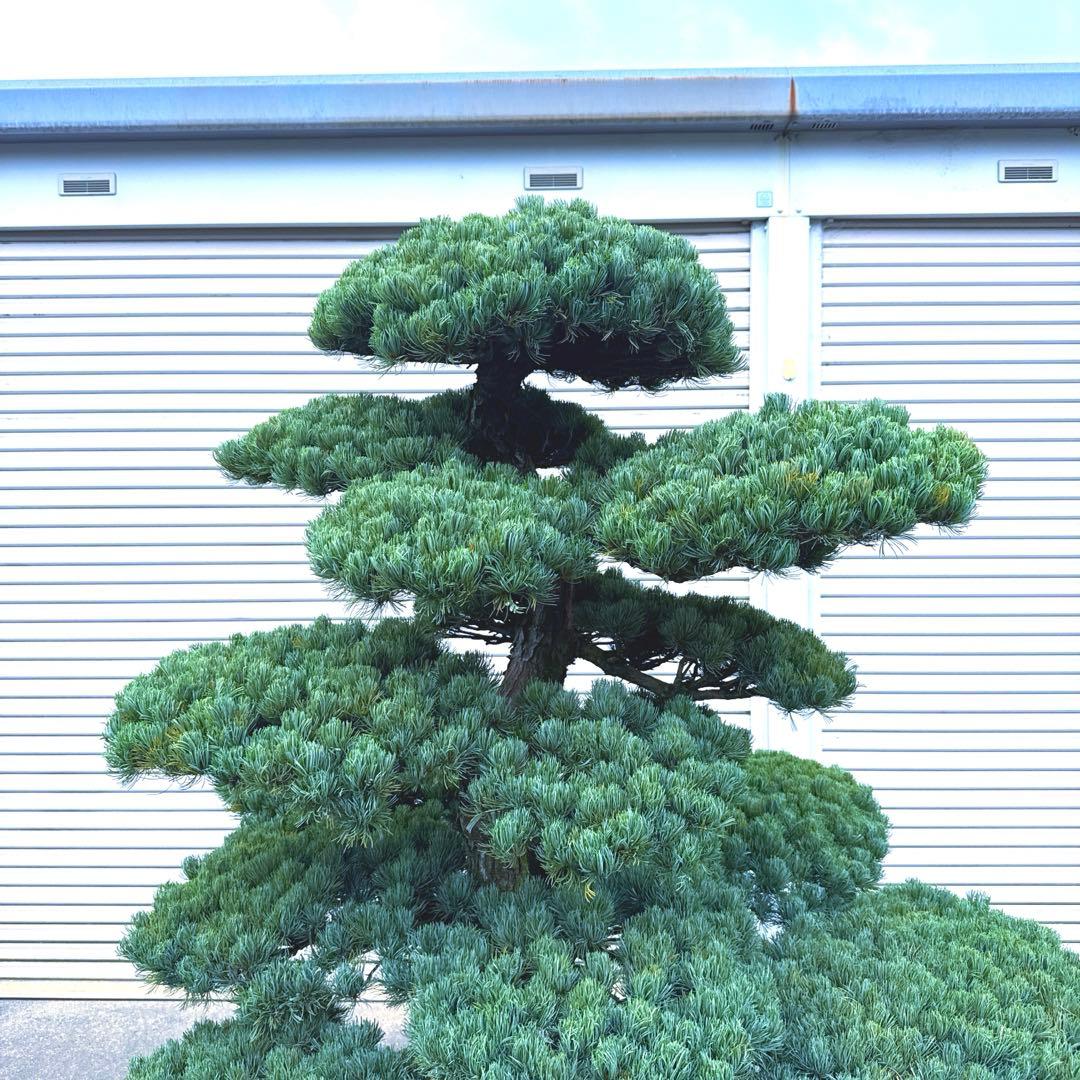 五葉松『特大』引き取り又は近畿地方のみ配達可能。その他地方要相談。初売りセール！
