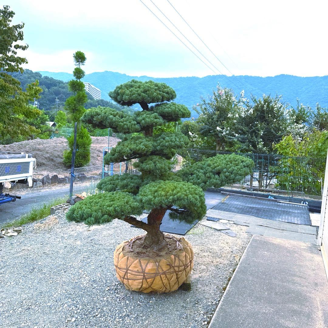 五葉松『特大』引き取り又は近畿地方のみ配達可能。その他地方要相談。初売りセール！