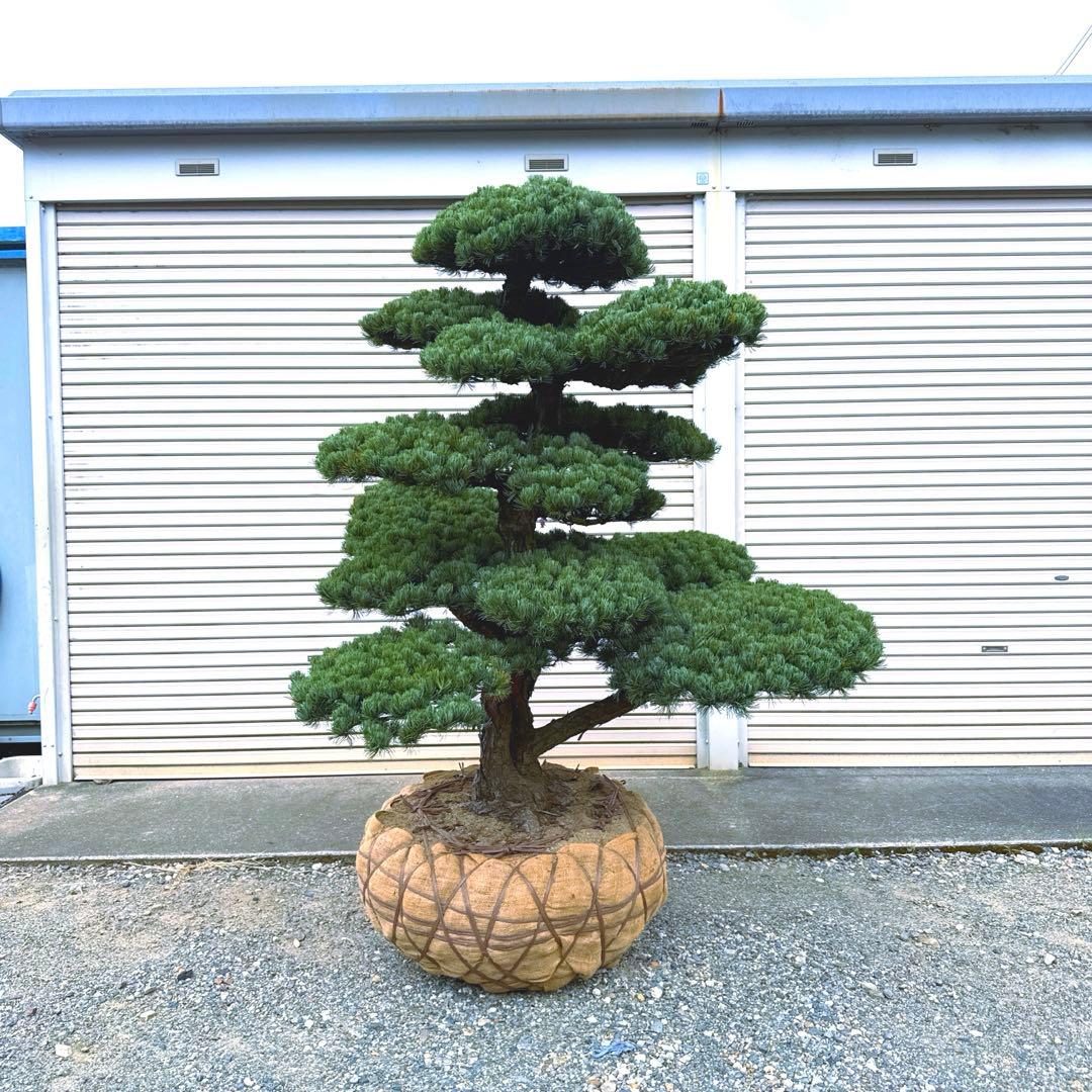 五葉松『特大』引き取り又は近畿地方のみ配達可能。その他地方要相談。初売りセール！