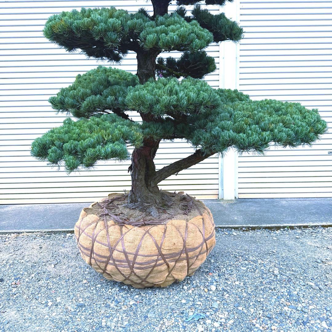 五葉松『特大』引き取り又は近畿地方のみ配達可能。その他地方要相談。初売りセール！