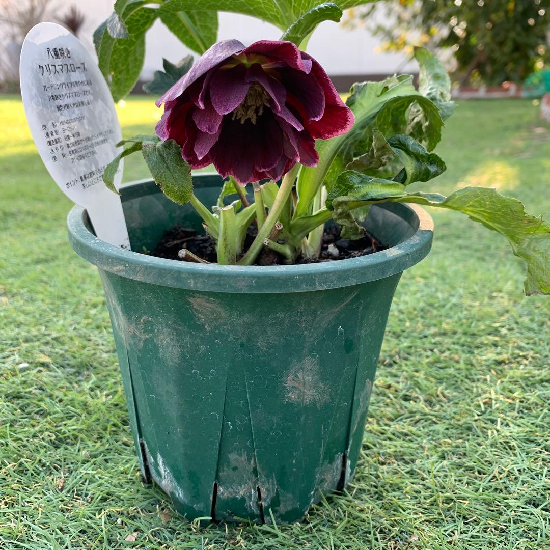 クリスマスローズ ダブル 4.5号苗 - メルカリ