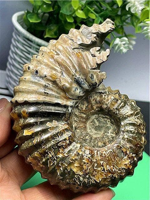 ★貴重－アンモナイト縫合線オパール化石標本B88U3/199U19D 楽天市場】☆貴重－アンモナイト縫合線オパール化石標本 338U22b