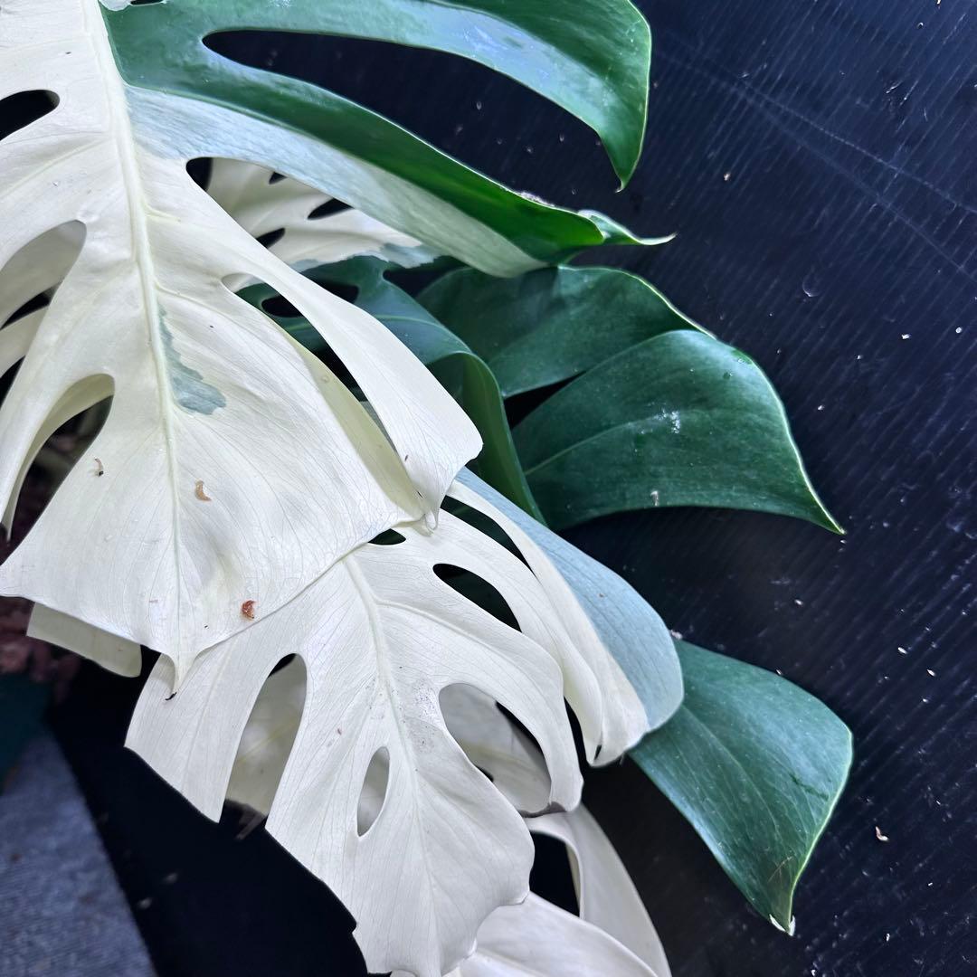 極美斑入りモンステラホワイトタイガーハーフムーン 64cm希少観葉植物