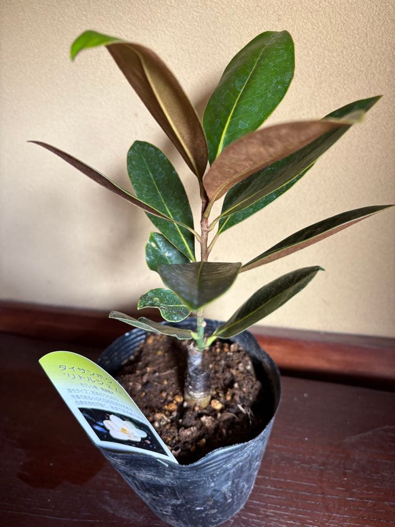 タイサンボク リトルジェム 接木 苗木