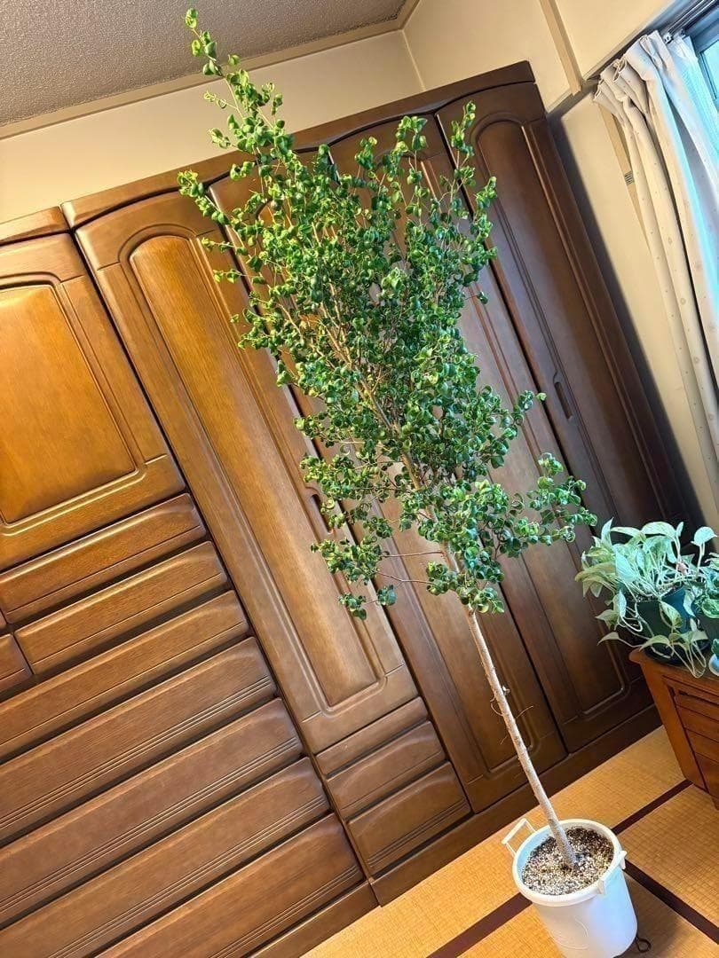 直接引取限定】ベンジャミン・バロック 大株（高さ約2m・1本立ち）