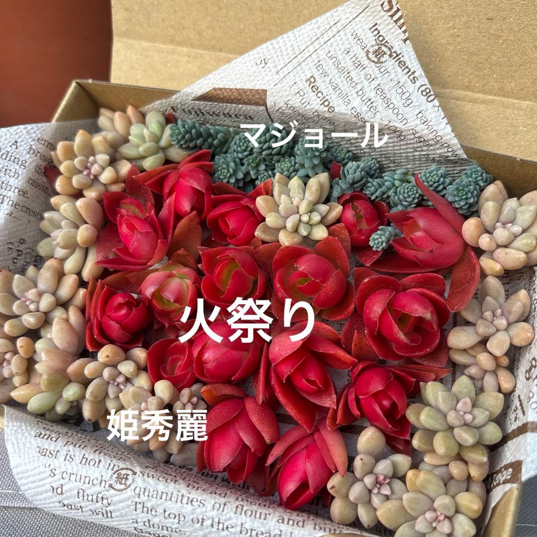 多肉植物 寄植え 多肉弁当 セダム らくらくメルカリ便発送！！ - メルカリ