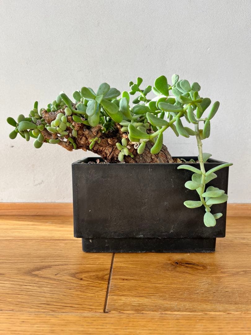 ケラリア　ピグマエア ケラリア ピグマエア 【発根済】K | RAFLUM / ラフラム｜東京、大阪の