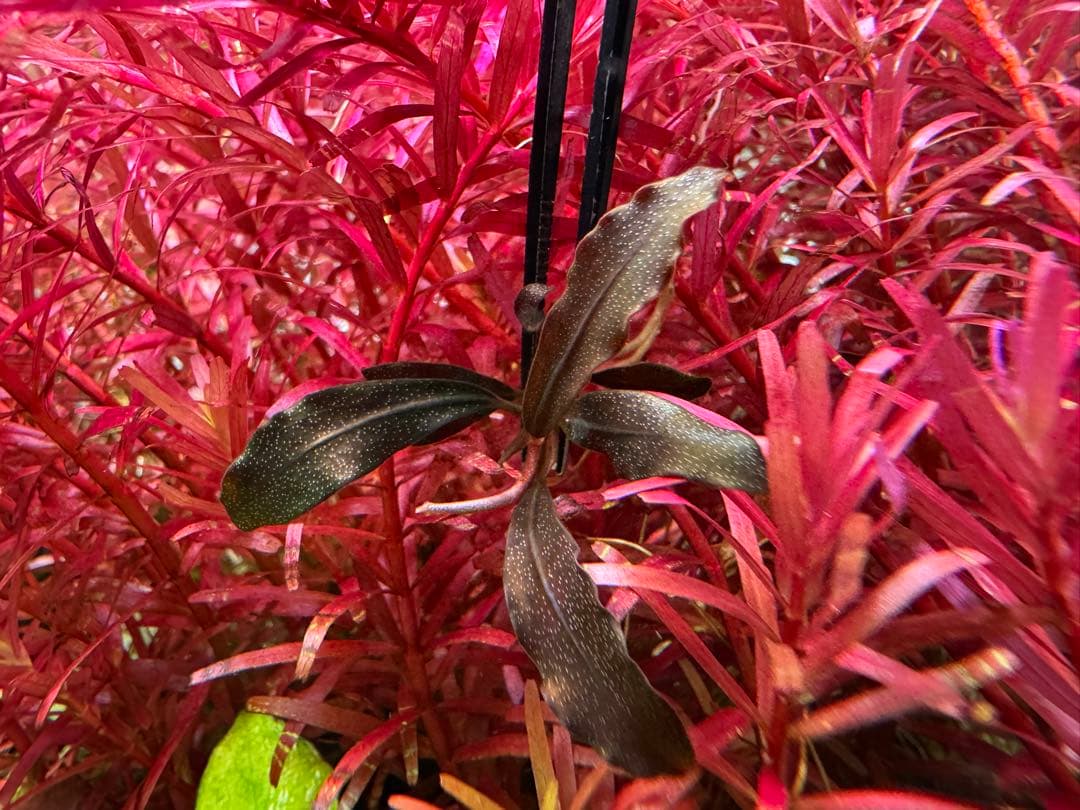 Bucephalandra sp.Ghost kalimantan - メルカリ